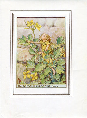 Greater Celandine Flower Fairy 1950's Vintage Print Cicely Barker Wayside Book Plate W005