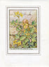 Greater Celandine Flower Fairy 1950's Vintage Print Cicely Barker Wayside Book Plate W005