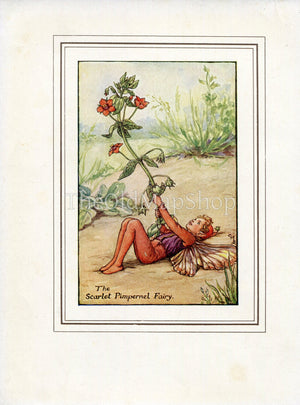 Scarlet Pimpernel Flower Fairy 1930's Vintage Print Cicely Barker Summer Book Plate S050