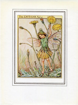Cat's-Ear Flower Fairy 1950's Vintage Print Cicely Barker Wayside Book Plate W062
