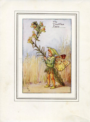 Toadflax Flower Fairy 1930's Vintage Print Cicely Barker Summer Book Plate S037