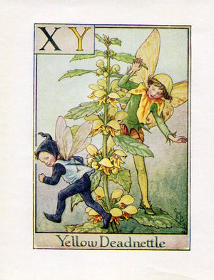Yellow Deadnettle Flower Fairy Vintage Print c1940 Cicely Barker Alphabet Letter X Y Book Plate A054