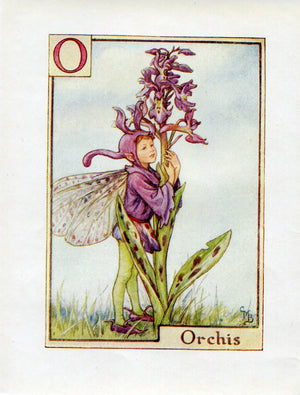 Orchis Flower Fairy Vintage Print c1940 Cicely Barker Alphabet Letter O Book Plate A035