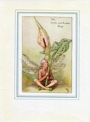 Lords-and-Ladies Flower Fairy 1930's Vintage Print Cicely Barker Spring Book Plate SP048