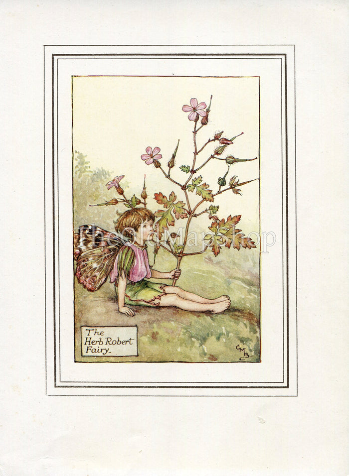 Herb Robert Flower Fairy 1930's Vintage Print Cicely Barker Summer Book Plate S004