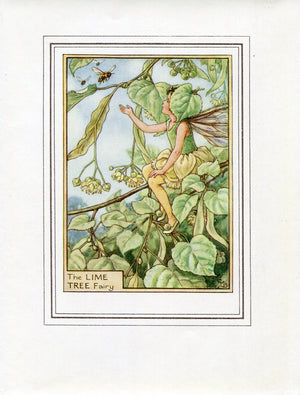 Lime Tree Flower Fairy 1950's Vintage Print Cicely Barker Trees Book Plate T029
