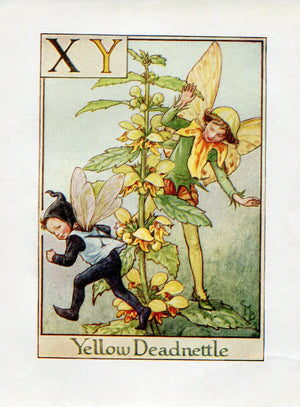 Yellow Deadnettle Flower Fairy Vintage Print c1940 Cicely Barker Alphabet Letter X Y Book Plate A056