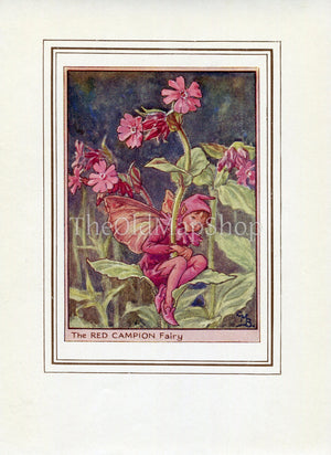 Red Campion Flower Fairy 1950's Vintage Print Cicely Barker Wayside Book Plate W010