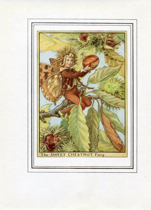 Sweet Chestnut Flower Fairy 1950's Vintage Print Cicely Barker Trees Book Plate T053