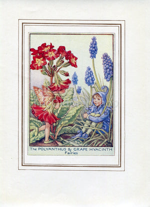 Polyanthus & Grape Hyacinth Flower Fairy 1950's Vintage Print Cicely Barker Garden Book Plate G012