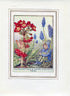 Polyanthus & Grape Hyacinth Flower Fairy 1950's Vintage Print Cicely Barker Garden Book Plate G012
