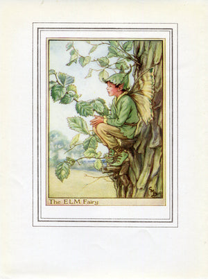 Elm Flower Fairy 1950's Vintage Print Cicely Barker Trees Book Plate T046