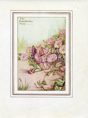 Convolvulus Flower Fairy 1930's Vintage Print Cicely Barker Summer Book Plate S015