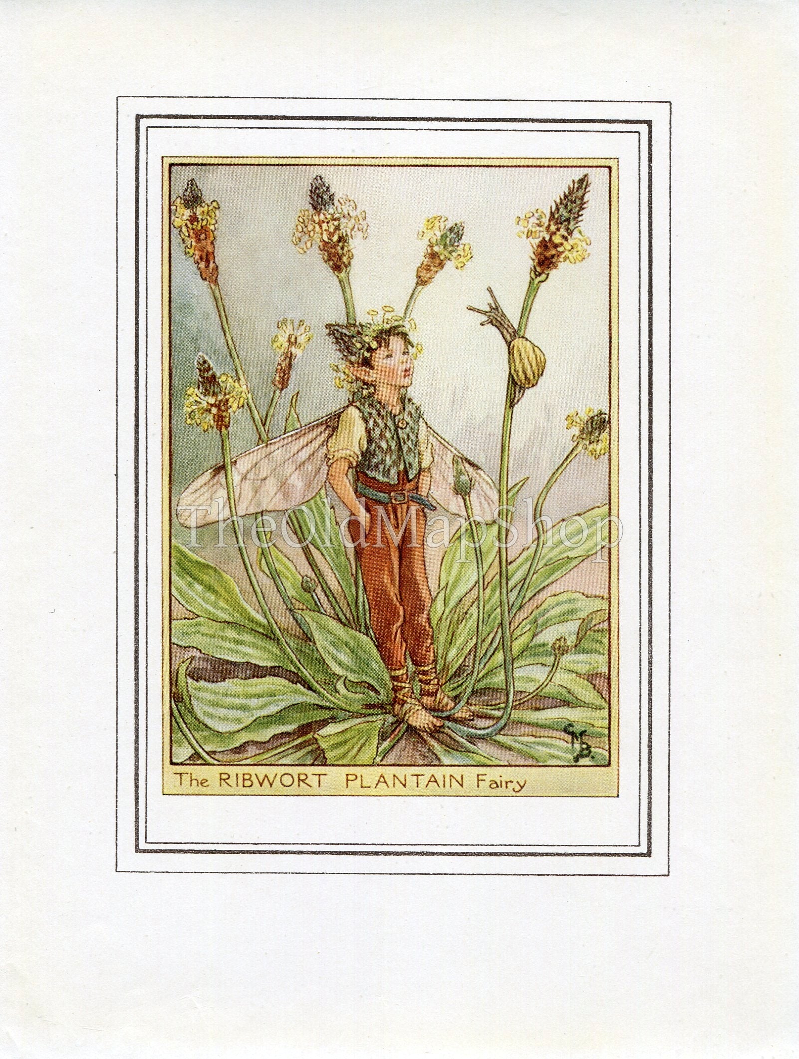 Ribwort Plantain Flower Fairy 1950's Vintage Print Cicely Barker Wayside Book Plate W048