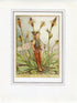 Ribwort Plantain Flower Fairy 1950's Vintage Print Cicely Barker Wayside Book Plate W048