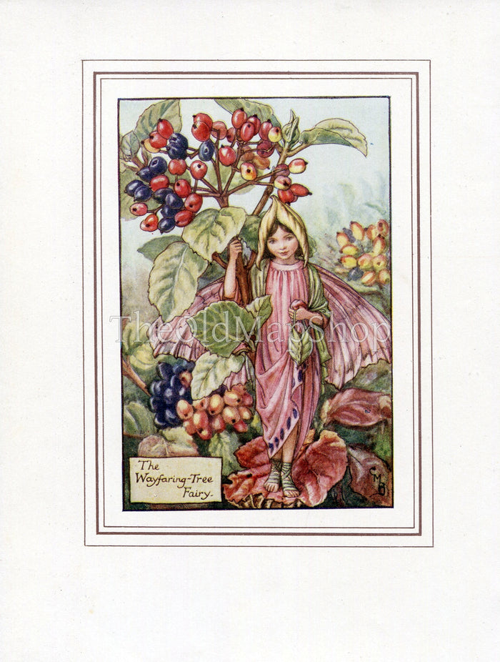 Wayfaring-Tree Flower Fairy 1930's Vintage Print Cicely Barker Autumn Book Plate A006