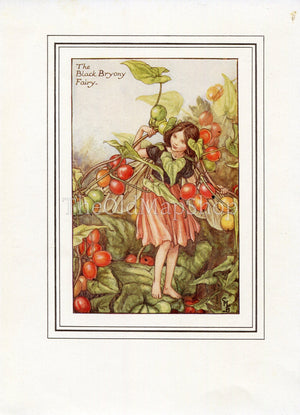 Black Bryony Flower Fairy 1930's Vintage Print Cicely Barker Autumn Book Plate A024