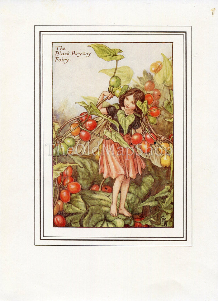Black Bryony Flower Fairy 1930's Vintage Print Cicely Barker Autumn Book Plate A024