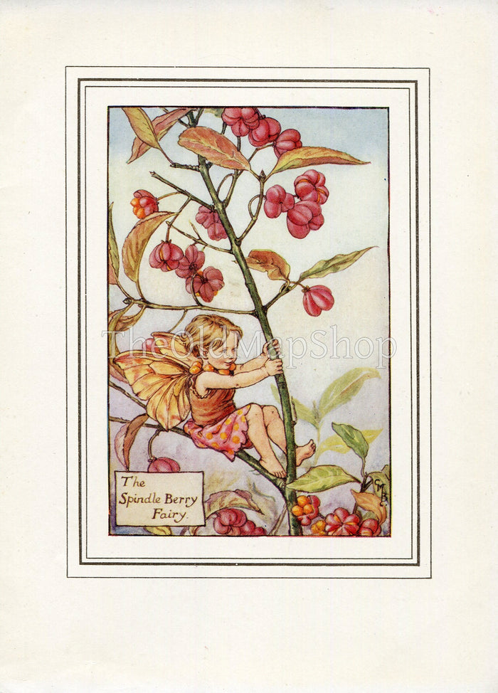 Spindle Berry Flower Fairy 1930's Vintage Print Cicely Barker Autumn Book Plate A040