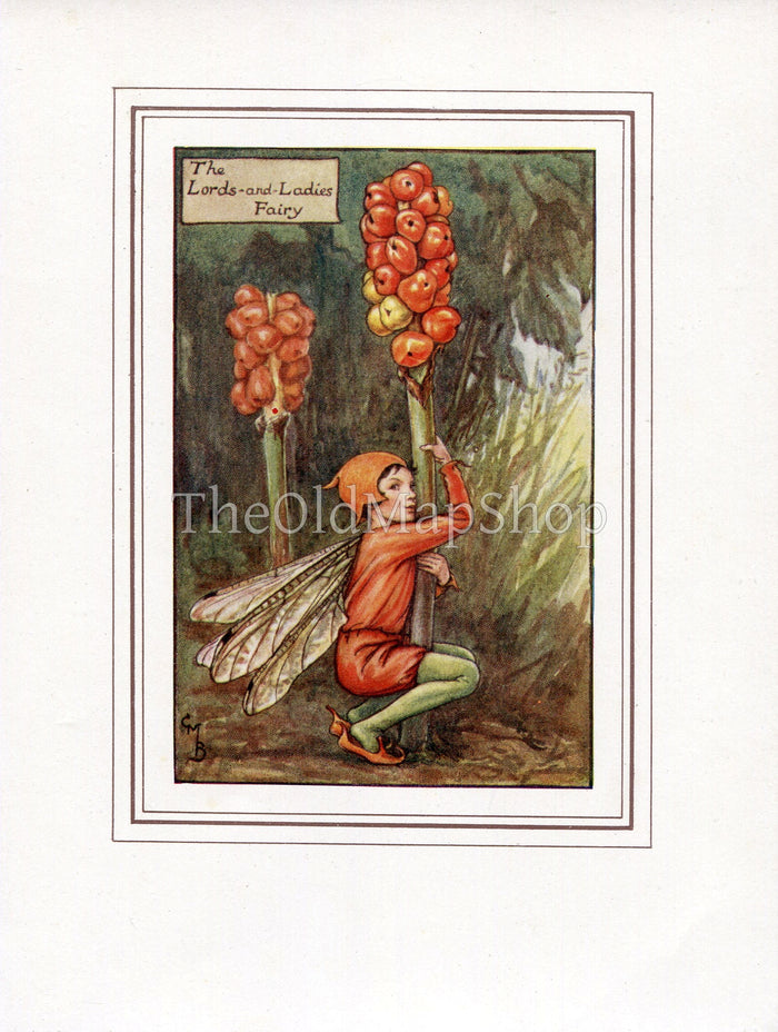 Lords-and-Ladies Flower Fairy 1930's Vintage Print Cicely Barker Autumn Book Plate A003
