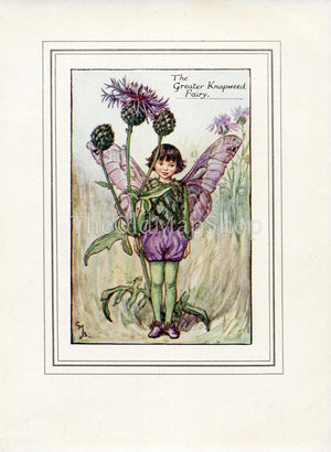 Greater Knapweed Flower Fairy 1930's Vintage Print Cicely Barker Summer Book Plate S052