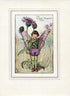 Greater Knapweed Flower Fairy 1930's Vintage Print Cicely Barker Summer Book Plate S052