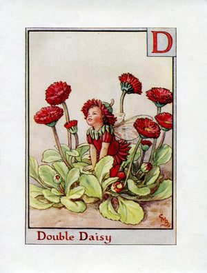 Double Daisy Flower Fairy Vintage Print c1940 Cicely Barker Alphabet Letter D Book Plate A010