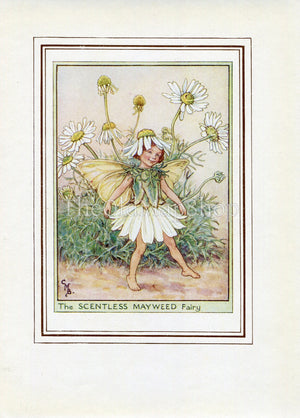 Scentless Mayweed Flower Fairy 1950's Vintage Print Cicely Barker Wayside Book Plate W018