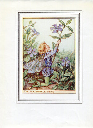 Periwinkle Flower Fairy 1950's Vintage Print Cicely Barker Garden Book Plate G014