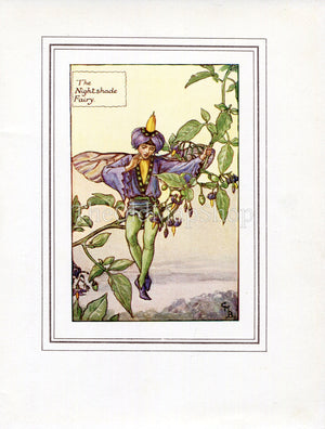 Nightshade Flower Fairy 1930's Vintage Print Cicely Barker Summer Book Plate S024