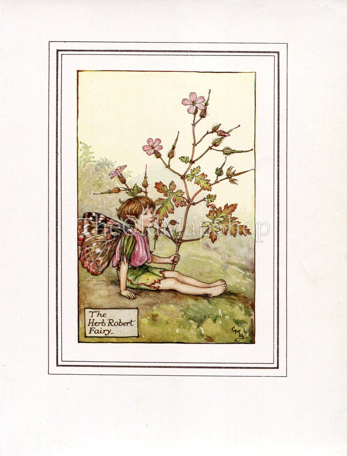 Herb Robert Flower Fairy 1930's Vintage Print Cicely Barker Summer Book Plate S003
