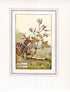 Herb Robert Flower Fairy 1930's Vintage Print Cicely Barker Summer Book Plate S003