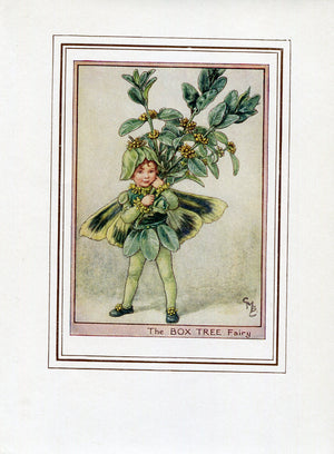 Box Tree Flower Fairy 1950's Vintage Print Cicely Barker Trees Book Plate T002