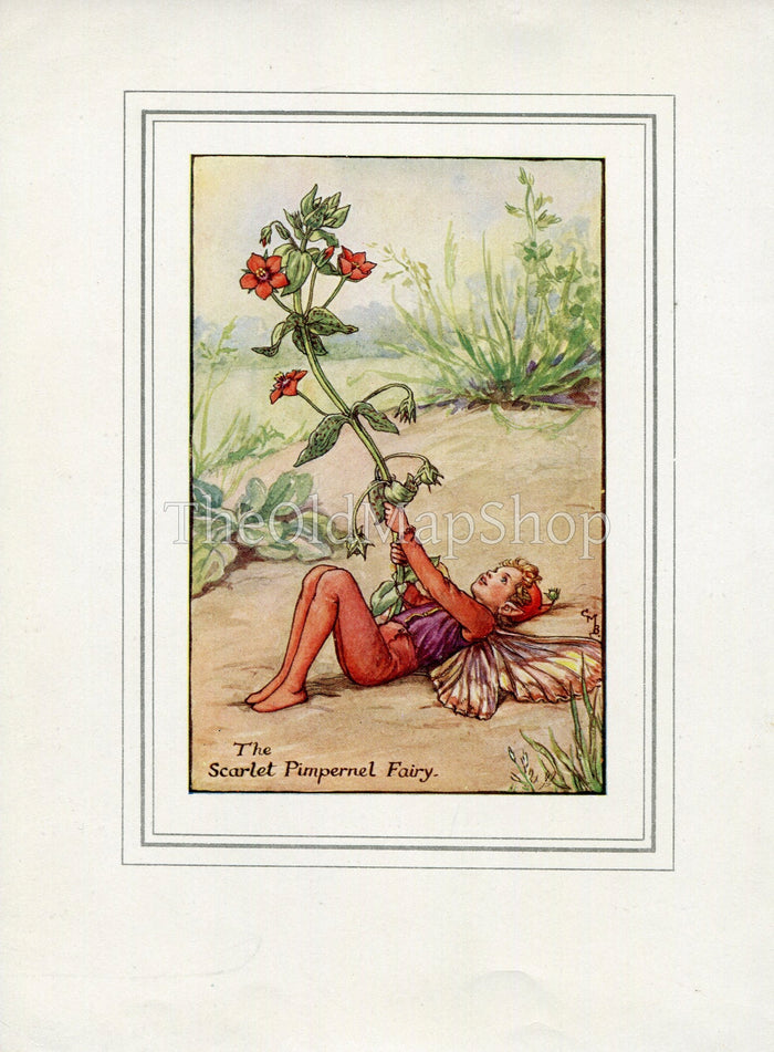 Scarlet Pimpernel Flower Fairy 1930's Vintage Print Cicely Barker Summer Book Plate S049