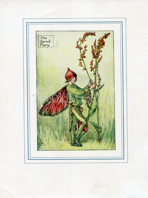 Sorrel Flower Fairy 1930's Vintage Print Cicely Barker Summer Book Plate S007
