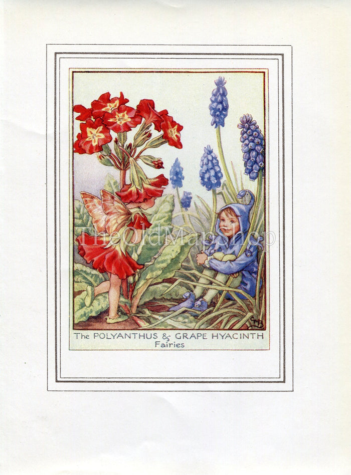 Polyanthus & Grape Hyacinth Flower Fairy 1950's Vintage Print Cicely Barker Garden Book Plate G011