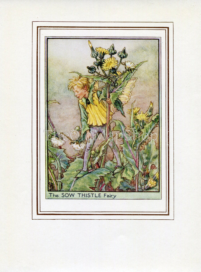 Sow Thistle Flower Fairy 1950's Vintage Print Cicely Barker Wayside Book Plate W041