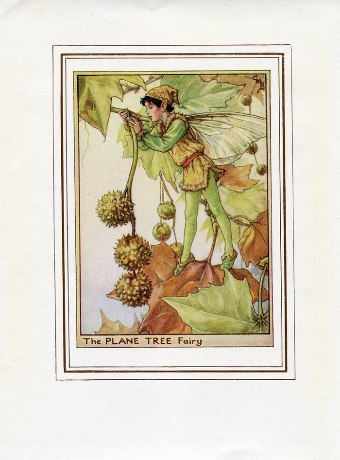 Plane Tree Flower Fairy 1950's Vintage Print Cicely Barker Trees Book Plate T056