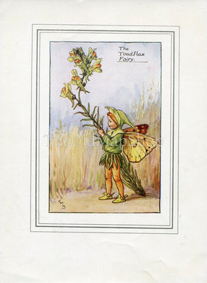 Toadflax Flower Fairy 1930's Vintage Print Cicely Barker Summer Book Plate S038