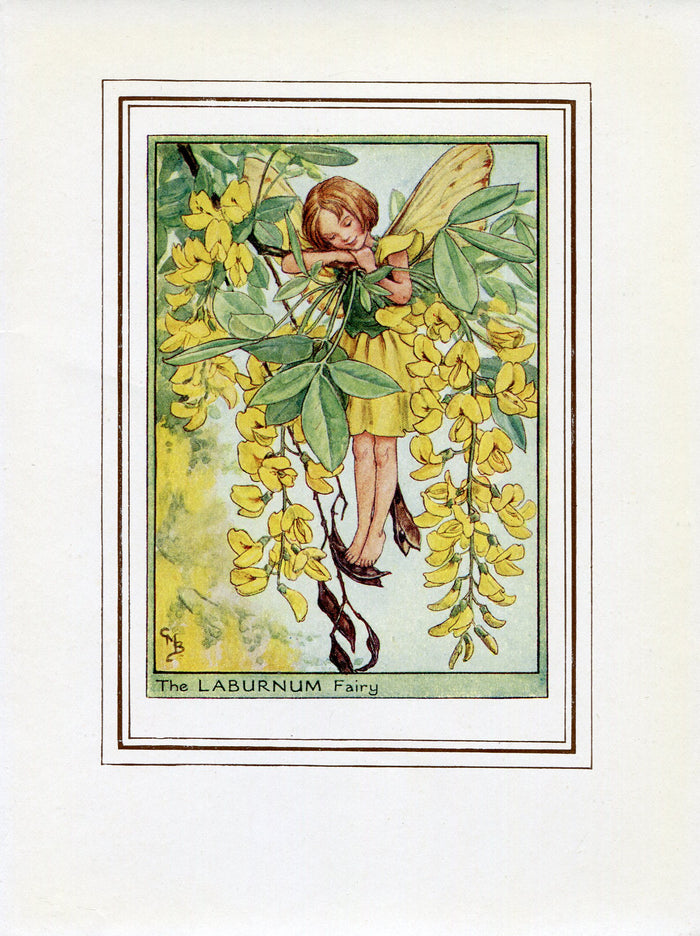 Laburnum Flower Fairy 1950's Vintage Print Cicely Barker Trees Book Plate T015
