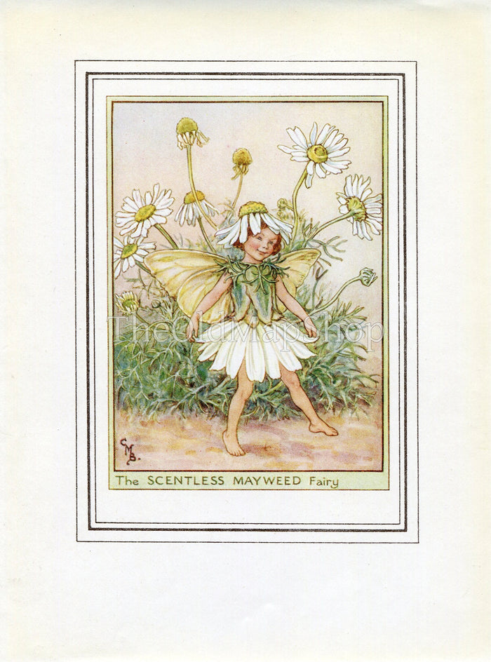 Scentless Mayweed Flower Fairy 1950's Vintage Print Cicely Barker Wayside Book Plate W017