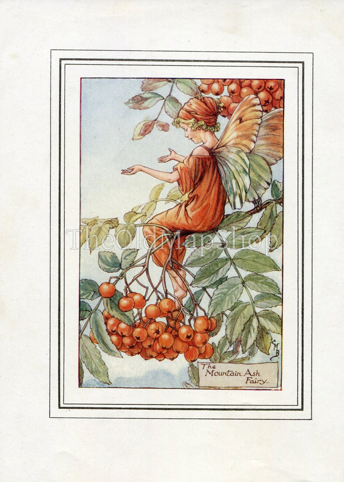 Mountain Ash Flower Fairy 1930's Vintage Print Cicely Barker Autumn Book Plate A002