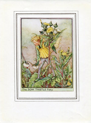 Sow Thistle Flower Fairy 1950's Vintage Print Cicely Barker Wayside Book Plate W039 - The Old Map Shop