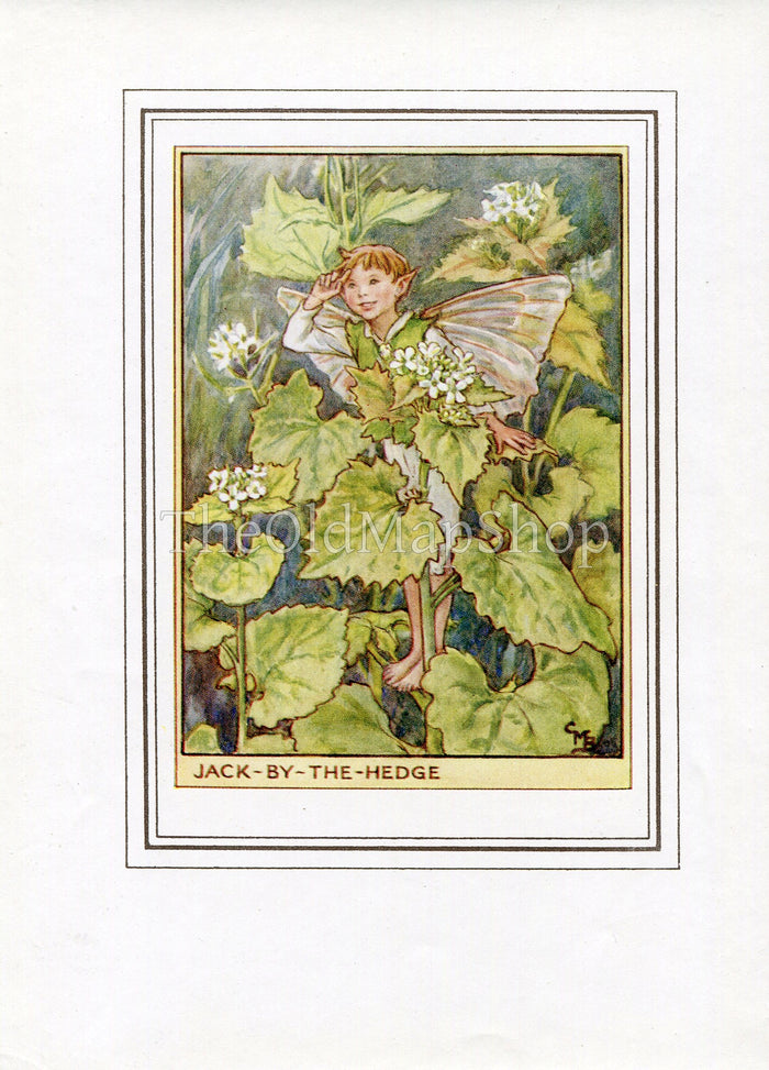 Jack-By-The-Hedge Flower Fairy 1950's Vintage Print Cicely Barker Wayside Book Plate W003
