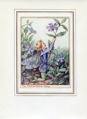Periwinkle Flower Fairy 1950's Vintage Print Cicely Barker Garden Book Plate G015