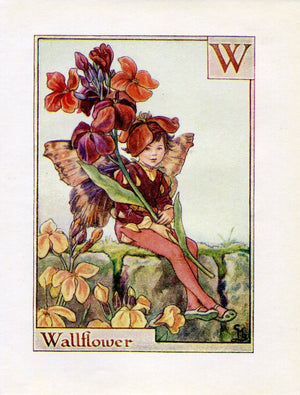 Wallflower Flower Fairy Vintage Print c1940 Cicely Barker Alphabet Letter W Book Plate A053