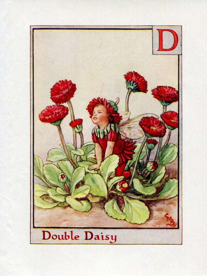 Double Daisy Flower Fairy Vintage Print c1940 Cicely Barker Alphabet Letter D Book Plate A009