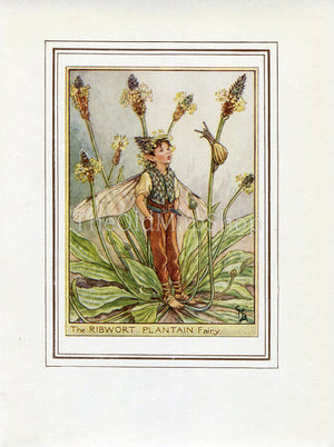 Ribwort Plantain Flower Fairy 1950's Vintage Print Cicely Barker Wayside Book Plate W046