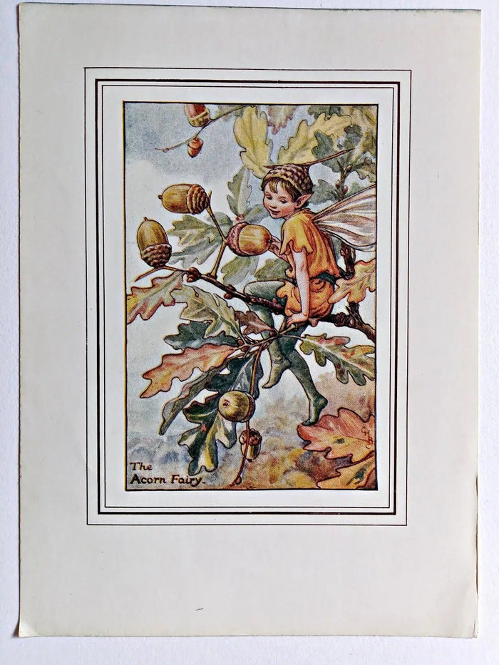Acorn Flower Fairy Print Cicely Barker 1930's
