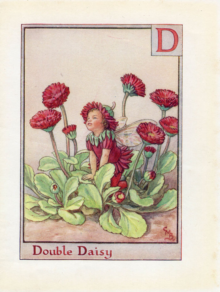Double Daisy Flower Fairy Vintage Print c1940 Cicely Barker Alphabet Letter D